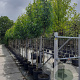 Liquidambar s. 'Worplesdon' 10-12 HO container 