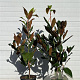 Magnolia grand. 'Galissonnière' 80-120 cm 12L