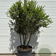 Osmanthus burkwoodii 110-120 cm container meerstammig Parasol
