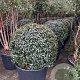 Osmanthus burkwoodii  cont. 155L solitair bol