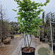 Parrotia persica 250-300 cm cont. 160L meerstammig