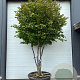 Parrotia persica 250-300 cm container solitair