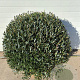 Phillyrea angustifolia 90-100 cm cont. 150L bol