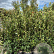 Photinia fraseri 'Red Robin' 140-160 cm 25L