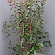 Photinia fraseri 'Red Robin' 200-250 cm container meerstammig