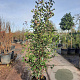 Photinia fraseri 'Red Robin' 200-250 cm container meerstammig