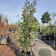 Photinia fraseri 'Red Robin' 200-250 cm container meerstammig
