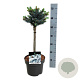 Picea pungens 'Glauca Globosa' 40 cm stam 4,5L
