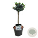 Picea pungens 'Glauca Globosa' 40 cm stam 4,5L