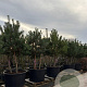 Pinus sylvestris 200-300 cm cont. 450L meerstammig