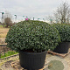 Prunus l. 'Angustifolia' 150-175 cm cont. 500L platte bol