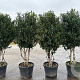 Prunus l. 'Angustifolia' 180 200 cm cont. 90L meerstammig