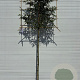 Prunus l. 'Angustifolia' 6-8 HO container lei 100x100