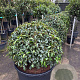 Prunus l. 'Angustifolia' 90-100 cm cont. 160L bol