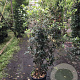 Quercus ilex 140-160 cm 30L