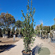 Quercus ilex 150-175 cm 30L