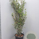 Quercus ilex 150-175 cm 30L