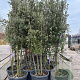 Quercus ilex 200-250 cm container meerstammig extra