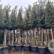 Quercus ilex 20-25 HO container piramide