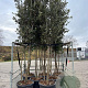Quercus ilex 300-350 cm cont. 90L meerstammig