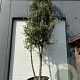 Quercus ilex 450-500 cm container meerstammig