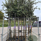 Quercus ilex 4-6 HO container