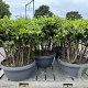 Quercus ilex 80-100 cm schaal 90L meerstammig