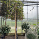 Quercus ilex 8-10 HO container 180 cm stam lei 120x140
