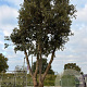 Quercus ilex GM container meerstammig solitair