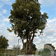Quercus ilex GM container meerstammig solitair