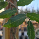 Quercus suber 175-200 cm container meerstammig