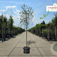 Quercus suber 175-200 cm container meerstammig