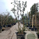 Quercus suber 200-250 cm cont. 130L meerstammig