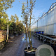 Quercus suber 200-250 cm cont. 130L meerstammig