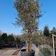 Quercus suber 450-500 cm container meerstammig