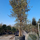 Quercus suber 450-500 cm container meerstammig