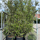 Quercus suber GM 50L meerstammig