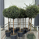 Quercus suber halfstam 35L