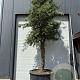 Quercus suber hoogstam container solitair