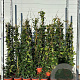 Trachelospermum jasminoides 80-100 cm 2,0L met stok gebonden
