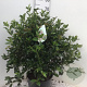 Viburnum tinus 50-60 cm 12L