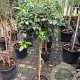 Viburnum tinus halfstam container