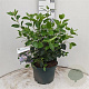 Viburnum tin. Lisarose 40-50 cm 10L