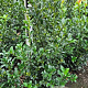 Ilex meserv. Blue Maid 80-100 cm met kluit