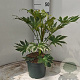 Fatsia japonica 'Spider's Web' 50-60 cm 5,0L