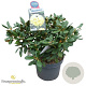 Rhododendron (Y) 'Centennial Gold' 50-60 cm 10L