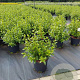 Viburnum tinus 40-50 cm 10L