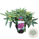 Rhododendron Dramatic Dark 30-40 cm 5,0L struik