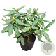 Rhododendron 'Hachmann's Feuerschein' 30-40 cm 5,0L struik