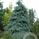 Picea engelmannii 'Bush's Lace' 70-80 cm 10L